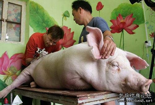 世上最有身价的LV纹身猪 一张猪皮卖20万(图)