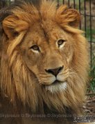 人õΪ㽲ʨͼͼƬԢ