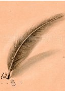 ��ë����ͼ����ȫ���ڰ���ë����ͼ��ͼƬ��ȫ