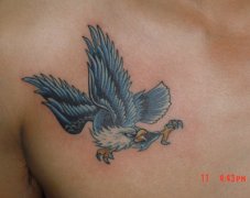 ؿͼȫؿڲɫӥͼͼƬȫ