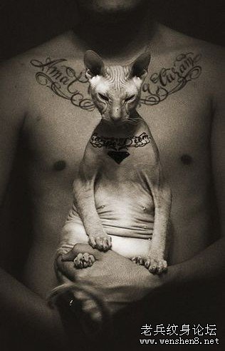 ������ʦ����è������ͼ�ģ�