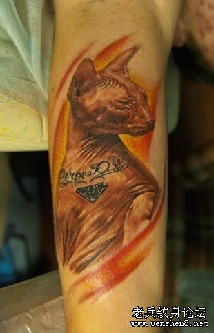 ������ʦ����è������ͼ�ģ�