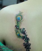 ��Ů�米Ư���Ŀ�ȸ��ë����ͼ��