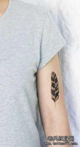 �첲СС��ë����ͼ��