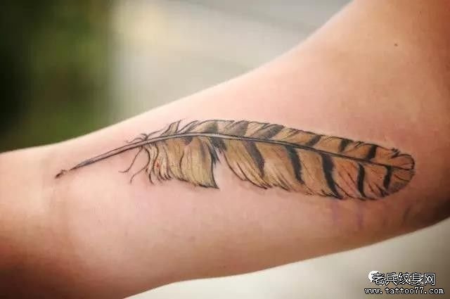 �ֱ���ë����ͼ��