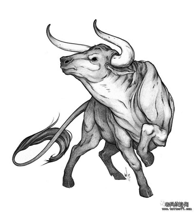 牛纹身手稿图案