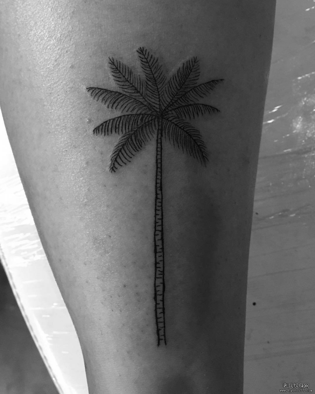 线条椰树纹身图案