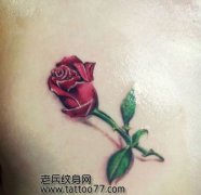 һ�����ɫõ�廨����ͼ��