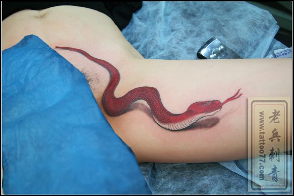 刺青 蛇毒韩国图片