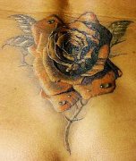 �����˲�����꣺һ���ʺ��ڸǵĻ�ɫ��ˮ��õ������ͼ��ͼƬ