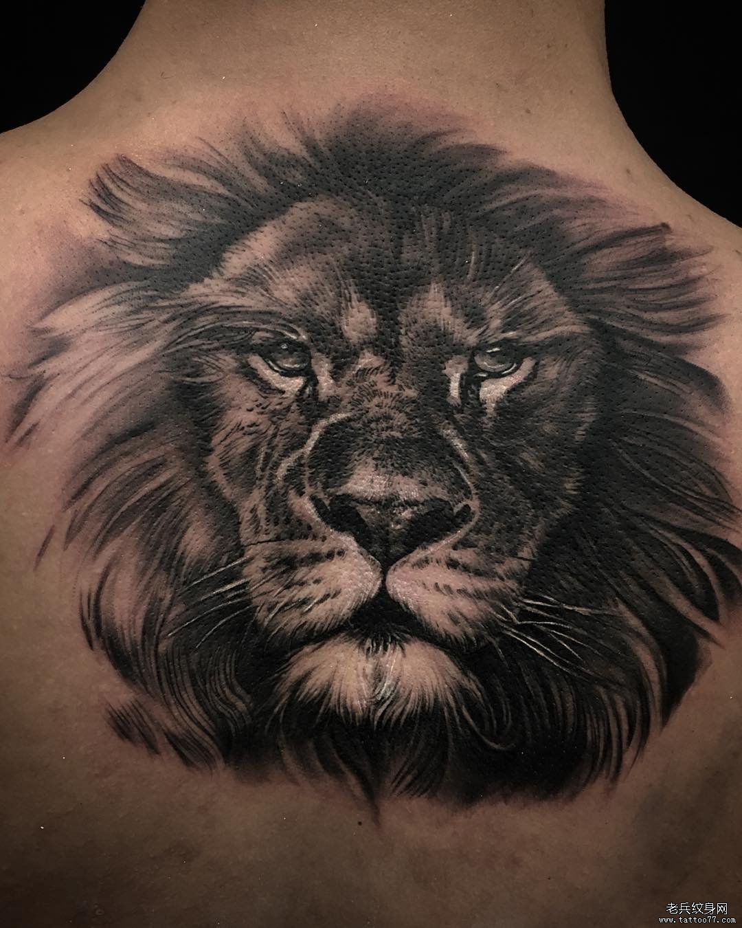 狮子纹身含义寓意+36幅狮子纹身手稿、效果图-成都纹彩刺青
